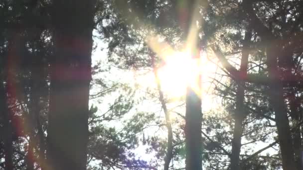 Jarní obloha, slunce a stromy — Stock video