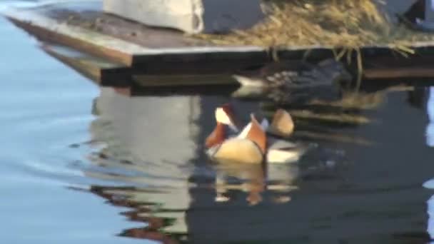 Mandarijn eend Aix galericulata Houteend Aix sponsa — Stockvideo