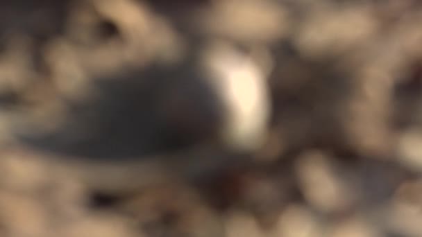 Комахи ходять навколо піхви навесні — стокове відео