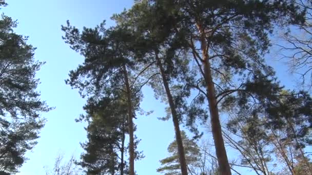 Lente lucht, zon en bomen — Stockvideo
