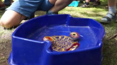 Vahşi doğadaki çocuklar beyblade oynarlar