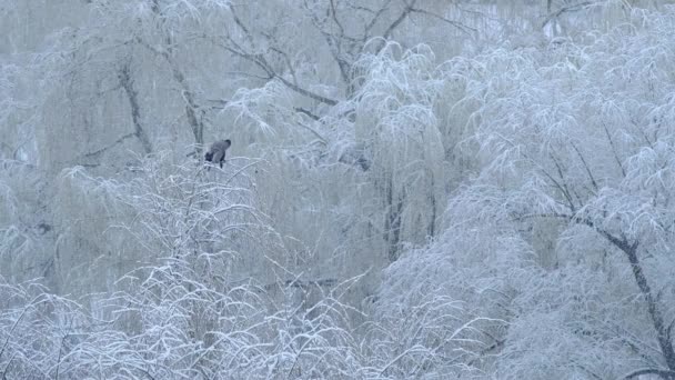 Vue de la fenêtre. Première neige ou neige au printemps — Video