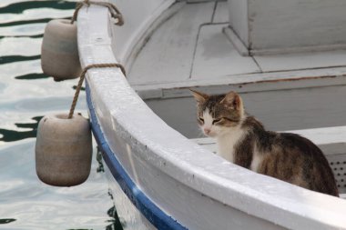 Kedi bir tekneye saklandı.