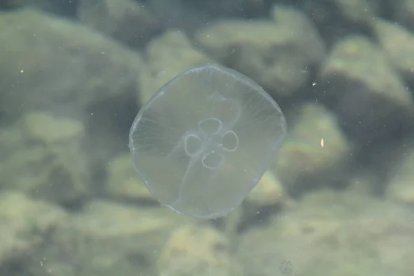 Medusas en el mar — Foto de Stock