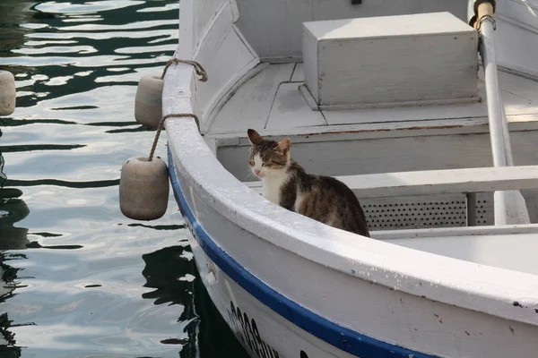 猫躲在船上 — 图库照片