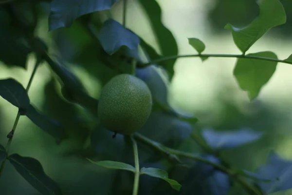 Dalda asılı bir ceviz