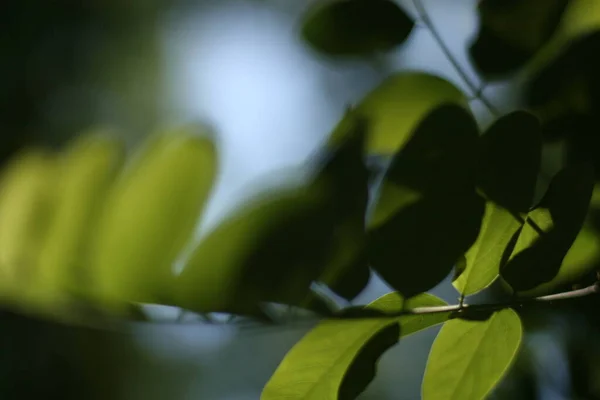 クルミの夏の緑の葉 — ストック写真