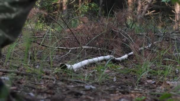 Os militares caminham pela floresta — Vídeo de Stock