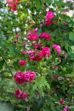 Bahçedeki süs güllerinin dalları