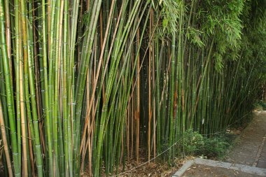 Botanik bahçesindeki bambu ormanı