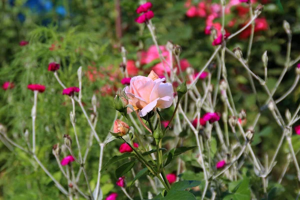 Bitkilerden oluşan arka planda gül çiçekleri