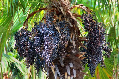 Palmiye ağacındaki acai üzümleri