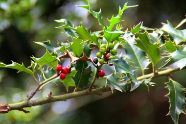 Bahçesinde böğürtlen olan kutsal ağaç.