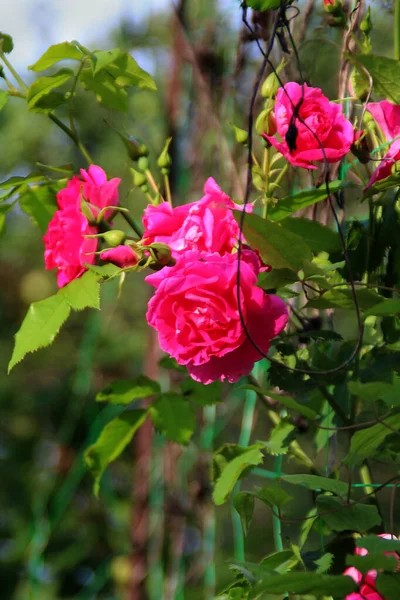 庭にはバラの花が咲き — ストック写真