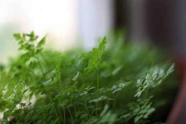 Evde mikro yeşil yetişiyor. Maydanoz, dereotu, fesleğen.