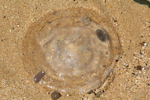पारदर्शी जेलीफिश रेत पर स्थित है — स्टॉक फ़ोटो, इमेज