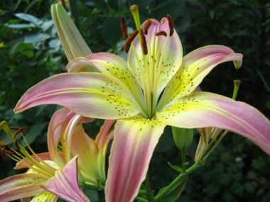 Bahçede büyük pembe zambak çiçekleri