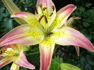 Bahçede büyük pembe zambak çiçekleri