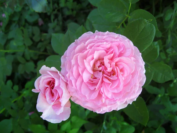 Ljusrosa blommor av dekorativa rosor — Stockfoto