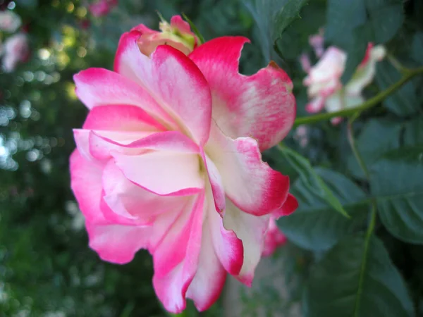 Цветок розы расцвел в саду — стоковое фото