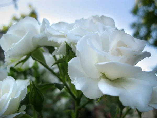 Bahçedeki beyaz güller