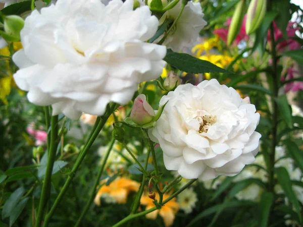 Weiße zarte Rosen im Sommergarten — Stockfoto