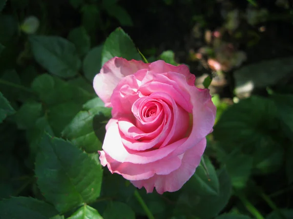 Beautiful pink rose in a greenhouse — Stock Photo, Image