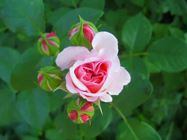 Uma delicada rosa com botões acaba de começar a florescer — Fotografia de Stock