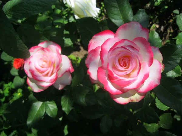 Belas grandes rosas perfumadas em uma estufa — Fotografia de Stock