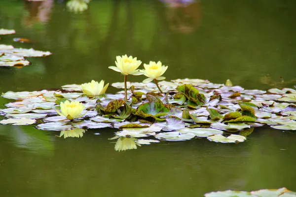 Delicate water lilies with leaves in a pond — Stock Photo, Image