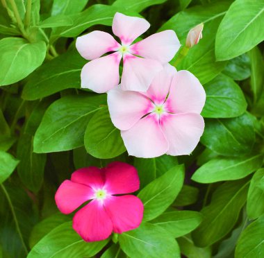 Catharanthus Roseus veya Vinca çiçeği, bahçede pembe ve mor Vinca çiçeği