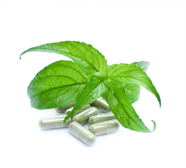 Taze Tayland bitkisel bitkileri organik bitkiler Andrographis 'i panikletir. Virüsü korumak için Tayland bitkisi. Bitkiler virüsün çoğalmasını engeller..