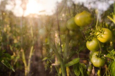 Gün batımında güneşin altında büyüyen bir serada büyüyen olgunlaşan yeşil domateslerin yakın çekimi.