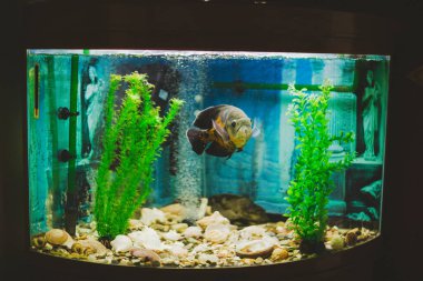 Bir balık yeşil ve mavi akvaryumda yüzer.