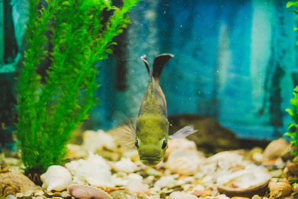 Fisk Simmar Ett Akvarium Grönt Och Blått — Stockfoto