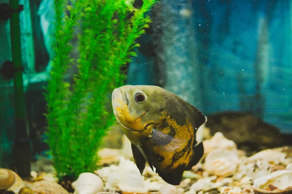 Ryba Pływa Akwarium Zielonym Niebieskim — Zdjęcie stockowe