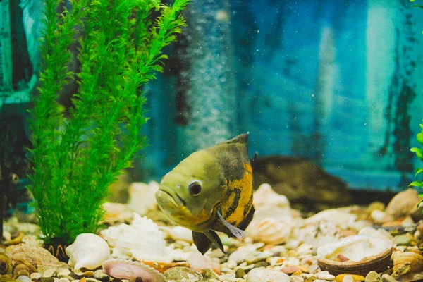 Риба Плаває Акваріумі Зеленому Синьому — стокове фото