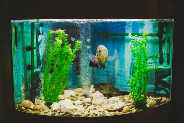 Een Vis Zwemt Een Aquarium Groen Blauw — Stockfoto