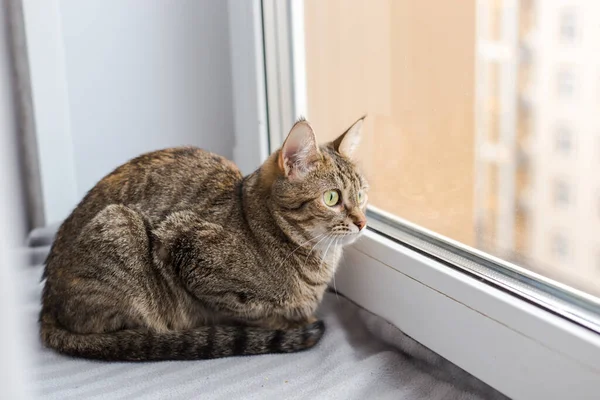 Genç Kahverengi Kedi Gri Bir Ekoseye Uzanır Pencereden Dışarı Bakar — Stok fotoğraf