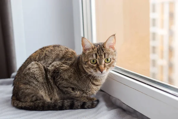 Jeune Chat Brun Couché Sur Plaid Gris Sur Rebord Fenêtre — Photo