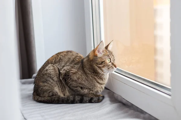 Genç Kahverengi Kedi Gri Bir Ekoseye Uzanır Pencereden Dışarı Bakar — Stok fotoğraf
