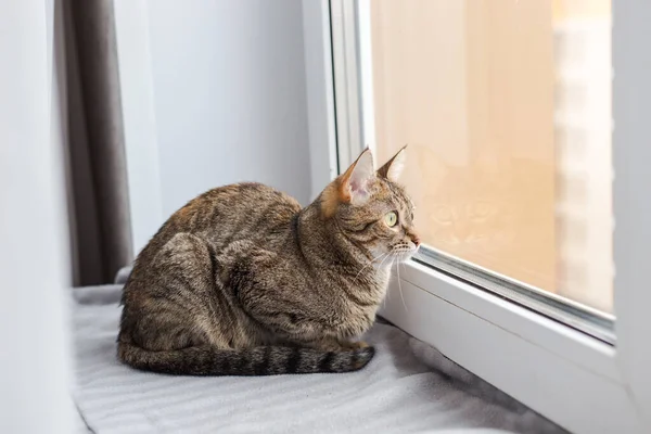 Genç kahverengi kedi gri bir ekoseye uzanır ve pencereden dışarı bakar.