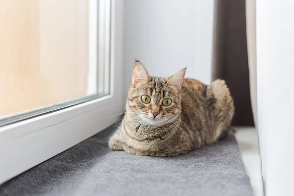 Jonge Bruine Kat Ligt Een Grijze Ruit Een Vensterbank Kijkt — Stockfoto