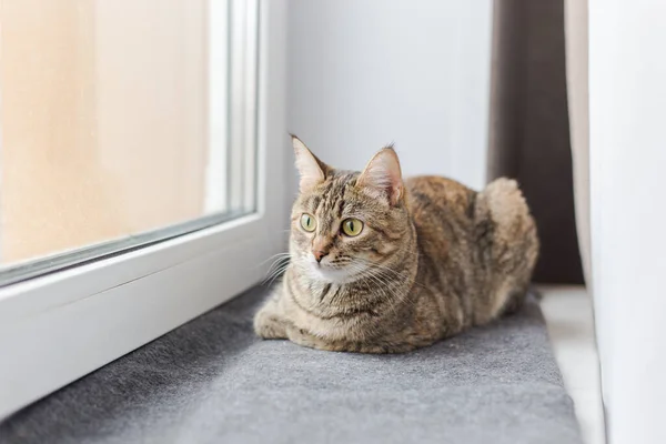 Ung Brun Katt Ligger Grå Rutig Fönsterbräda Och Tittar Genom — Stockfoto