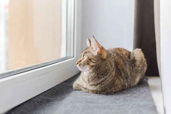 Genç kahverengi kedi gri bir ekoseye uzanır ve pencereden dışarı bakar.