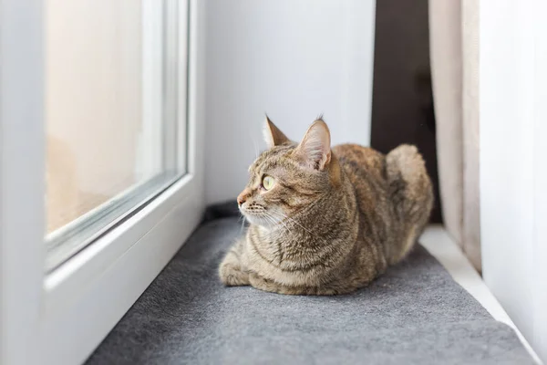 Genç kahverengi kedi gri bir ekoseye uzanır ve pencereden dışarı bakar.