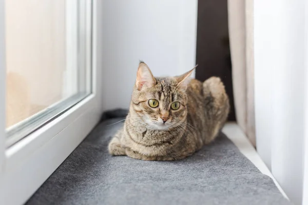 Genç kahverengi kedi gri bir ekoseye uzanır ve pencereden dışarı bakar.