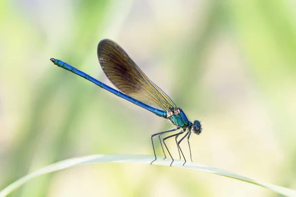 Libélula com corpo azul — Fotografia de Stock