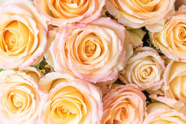 Roses of delicate color in a bouquet. Close Up.