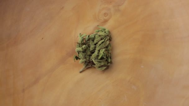 Makró lövés kis sativa vagy indica fű bimbó friss trichoma kristályok, fordult tárgy fa asztal. Kilátás felülről — Stock videók